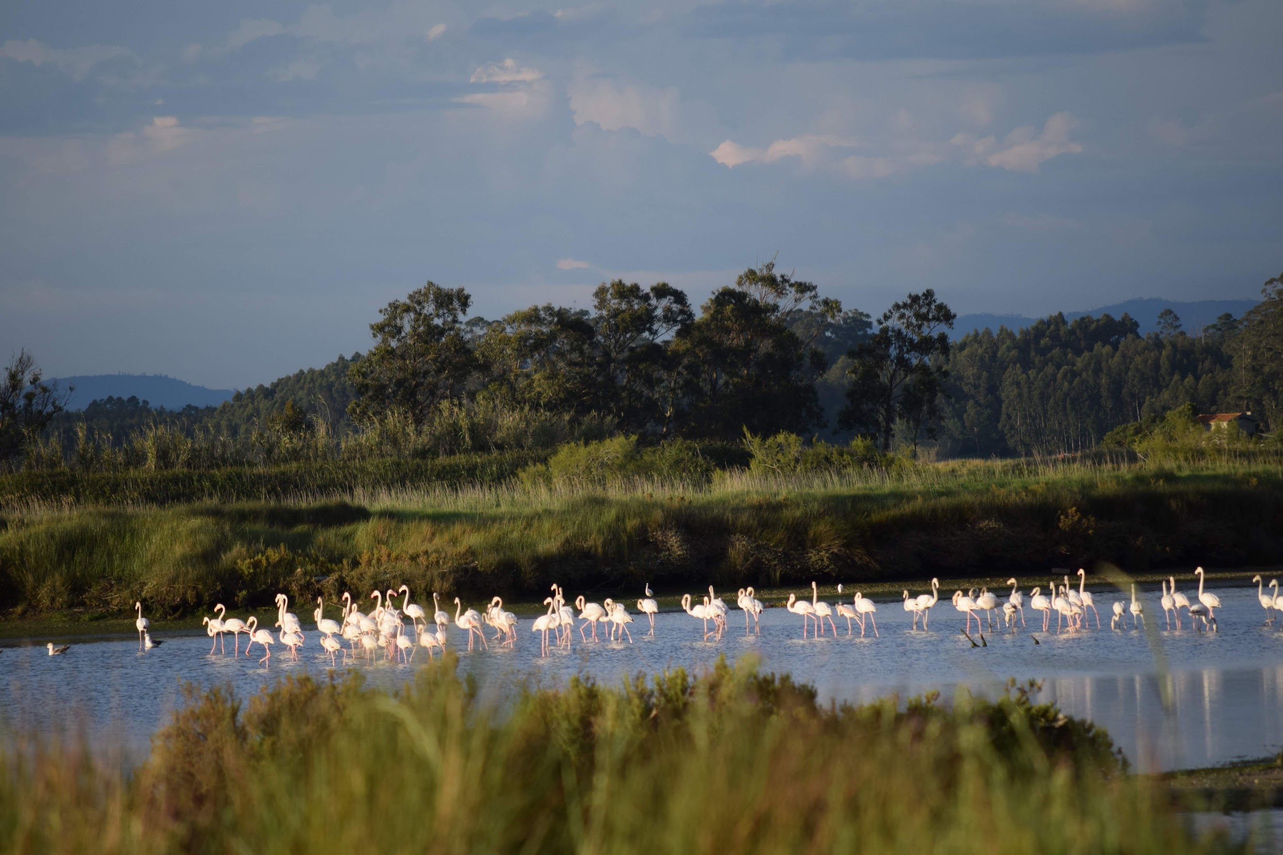 Flamants roses dans la lagune d'Aveiro